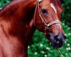 stallion Cosmos (Paso Fino, 1980, from Resorte Cuarto)