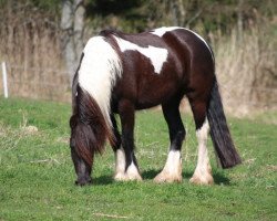 horse Sunrise (Pinto, 2007, from Jelke S.)