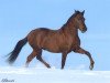 stallion Ponderosa Cosmos Dos (Paso Fino, 1989, from Cosmos)