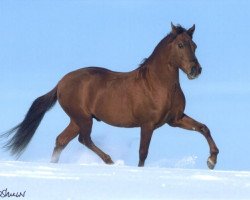 stallion Ponderosa Cosmos Dos (Paso Fino, 1989, from Cosmos)