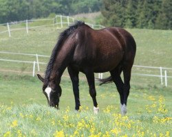 broodmare Nationale (Rhinelander, 1990, from Nationalstolz)