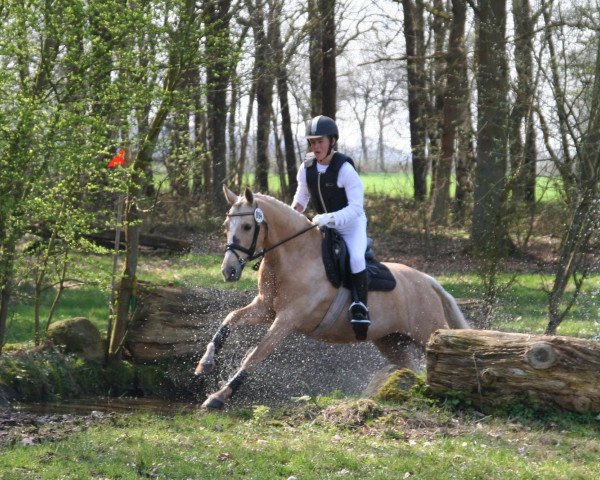 broodmare Melli's Janomi (German Riding Pony, 2003, from Golden Dancer)