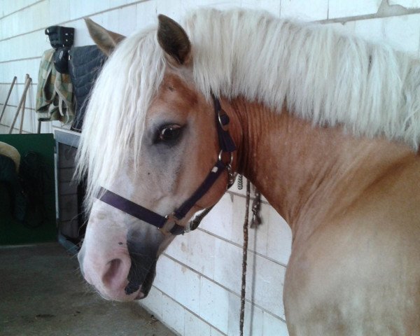 horse A Little Freddy (Haflinger, 1998, from Alexander)