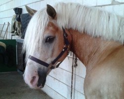 Pferd A Little Freddy (Haflinger, 1998, von Alexander)