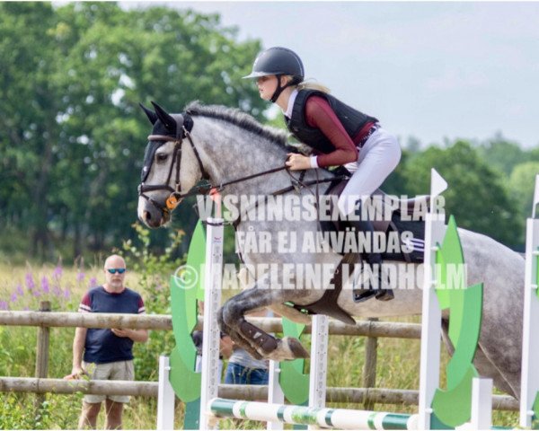 dressage horse Turloughrevagh Pride (Connemara Pony, 2015, from Turloughrevagh Star)