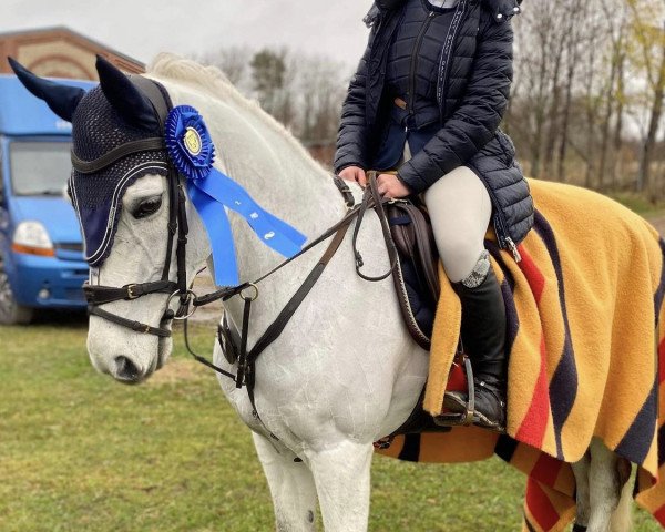 Zuchtstute Liskillen Caith (Connemara-Pony, 2012, von Maecon Boy)