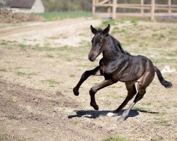 dressage horse Sweet Dream G (Westphalian, 2022, from Schwarzgold)