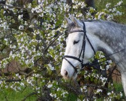 dressage horse Hannah (Hanoverian, 2007, from Herzensdieb)