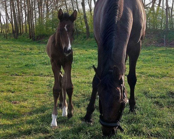 dressage horse Zoe la Vita (Oldenburg, 2022, from Zoom)