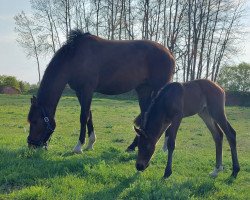 dressage horse Viva Whisper (Oldenburg, 2022, from Viva Gold OLD)