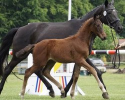 dressage horse Sir Frederick JR (German Sport Horse, 2021, from Si Senor M)