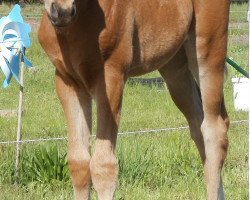 broodmare Urania vom Pferdehof Harmony (Oldenburg show jumper, 2013, from Chap 47)