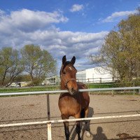 dressage horse Erdingers Encanto (German Sport Horse, 2019, from Erdinger)