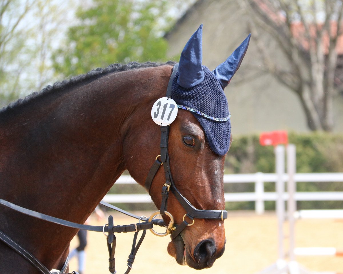 Springpferd Maly Morsky Princ XX (Englisches Vollblut, 2011, von Fly to the Stars xx)