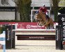 jumper Candido 7 (Hanoverian, 2009, from Canstakko)