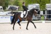 dressage horse Salinera R (Württemberger, 2010, from Sir Donnerhall I)