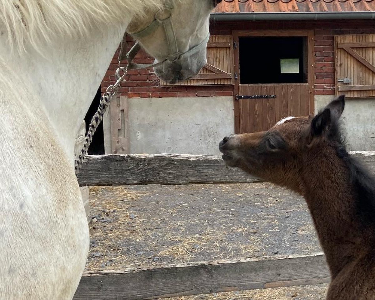 jumper Lotsbetterthancornet (German Riding Pony, 2022, from Little Milton 12)