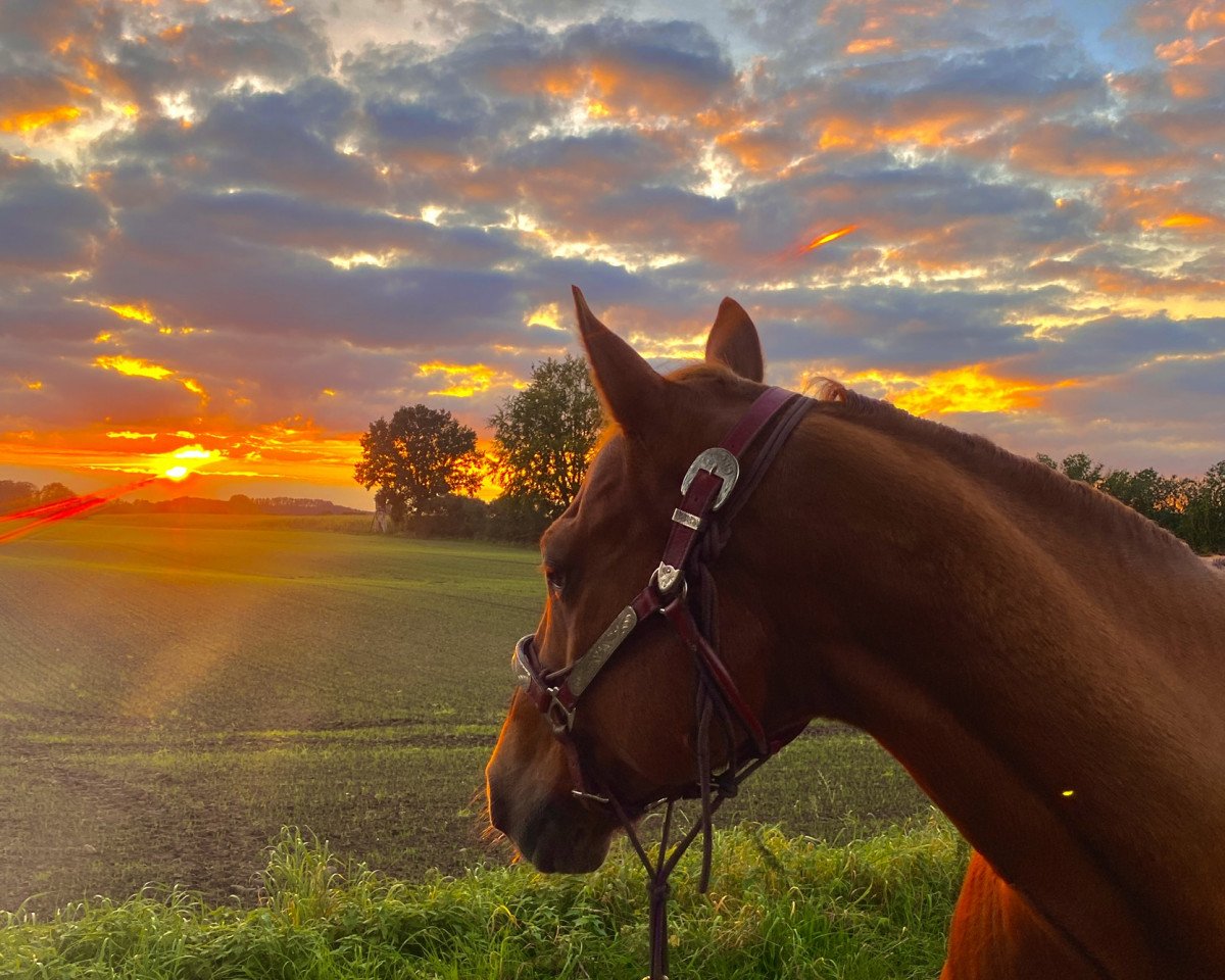 Pferd SSR Billy Good Times (Quarter Horse, 2005, von Colonel Good Times)