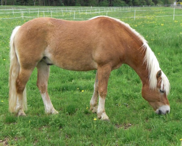 dressage horse Nemo (7,81% ox) (Edelbluthaflinger, 2005, from Niriak (1,57% ox))