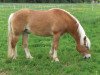 dressage horse Nemo (7,81% ox) (Edelbluthaflinger, 2005, from Niriak (1,57% ox))