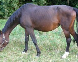 broodmare Anastasia (Bavarian, 1999, from Lanciano)