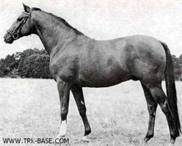 stallion Idol (Trakehner, 1968, from Herbststurm)