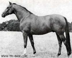 stallion Idol (Trakehner, 1968, from Herbststurm)