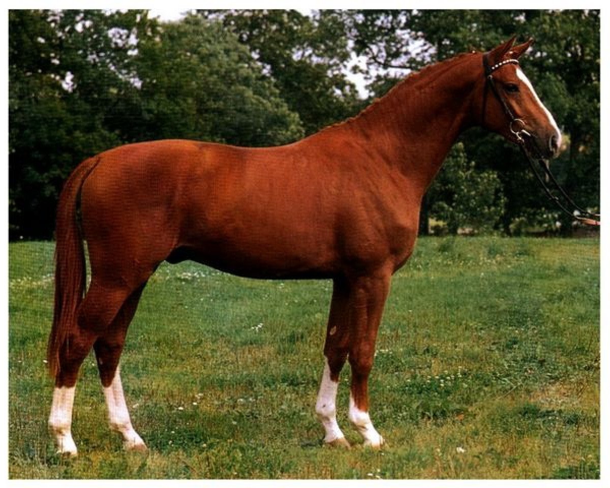 Deckhengst Polarjaeger (Trakehner, 1987, von Shannon)