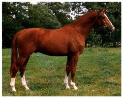 Deckhengst Polarjaeger (Trakehner, 1987, von Shannon)