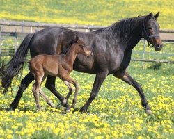 Zuchtstute Perdita IX (Trakehner, 2000, von Tambour)