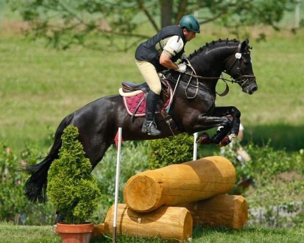 stallion Persson (Trakehner, 2006, from Heops)