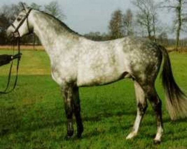 stallion Induc (Trakehner, 1990, from Marduc)