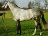 stallion Induc (Trakehner, 1990, from Marduc)