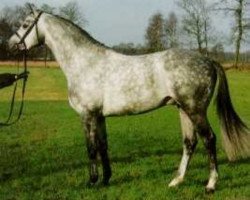 Pferd Induc (Trakehner, 1990, von Marduc)