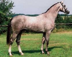 horse Hobbart (Trakehner, 2004, from Induc)