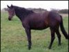 horse Roxette I (Holsteiner, 2001, from Corrado I)