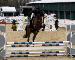 jumper The Famous Heart (Oldenburg show jumper, 2018, from Tangelo van de Zuuthoeve)