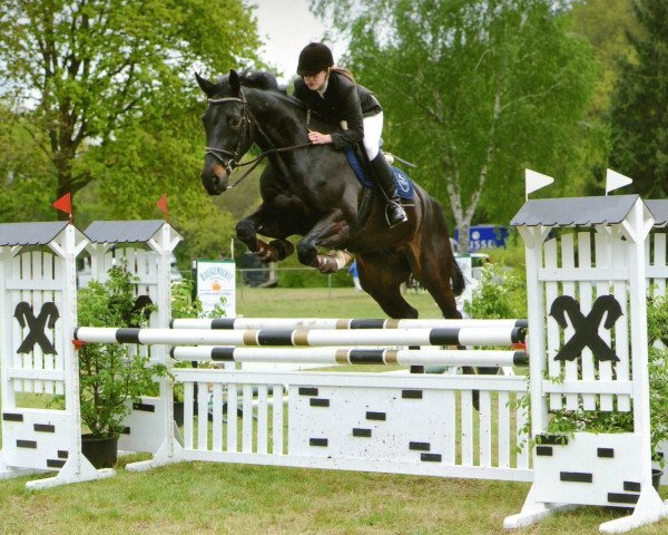 jumper Contraire 2 (Hanoverian, 2005, from Contendro I)