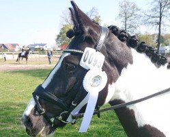 dressage horse Frieda 259 (unknown, 2016)