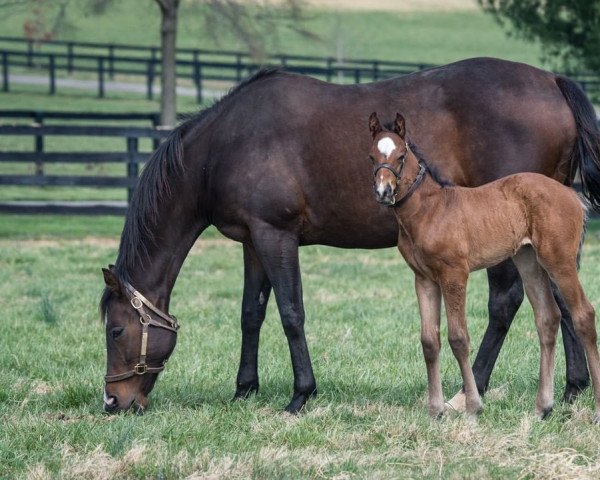 horse Stute von Tapit xx (Thoroughbred, 2022, from Tapit xx)