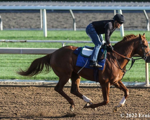 horse Triple Tap xx (Thoroughbred, 2018, from Tapit xx)