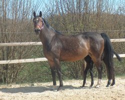 broodmare Quinara (Holsteiner, 2000, from Quidam de Revel)