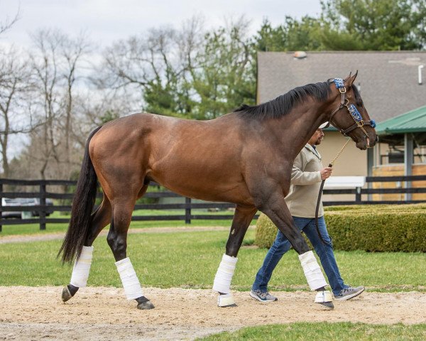 stallion Country Grammer xx (Thoroughbred, 2017, from Tonalist xx)