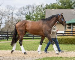 stallion Country Grammer xx (Thoroughbred, 2017, from Tonalist xx)