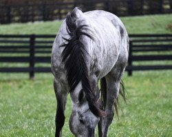 stallion Essential Quality xx (Thoroughbred, 2018, from Tapit xx)