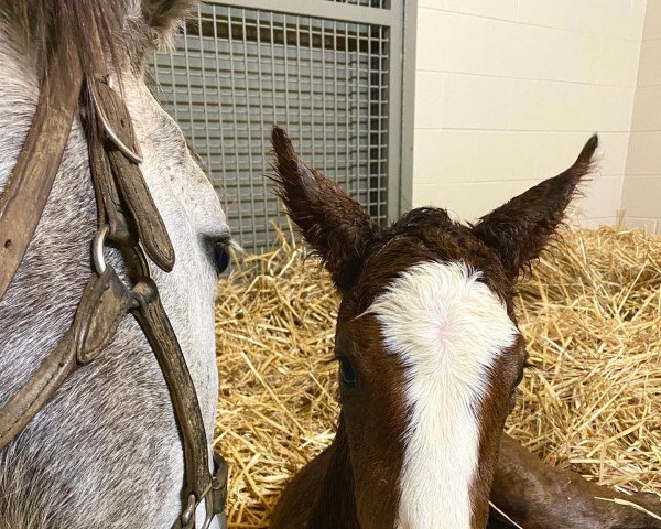 horse Hengst von Frosted xx (Thoroughbred, 2022, from Frosted xx)