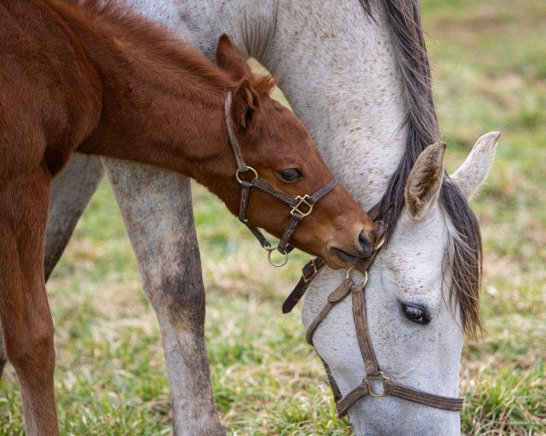 horse Stute von Tom´s D´Tat xx (Thoroughbred, 2022, from Tom´s D´Etat xx)