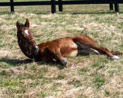 horse Stute von Twirling Candy xx (Thoroughbred, 2022, from Twirling Candy xx)