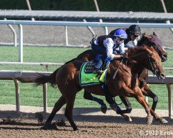 horse Montebello xx (Thoroughbred, 2019, from Curlin xx)