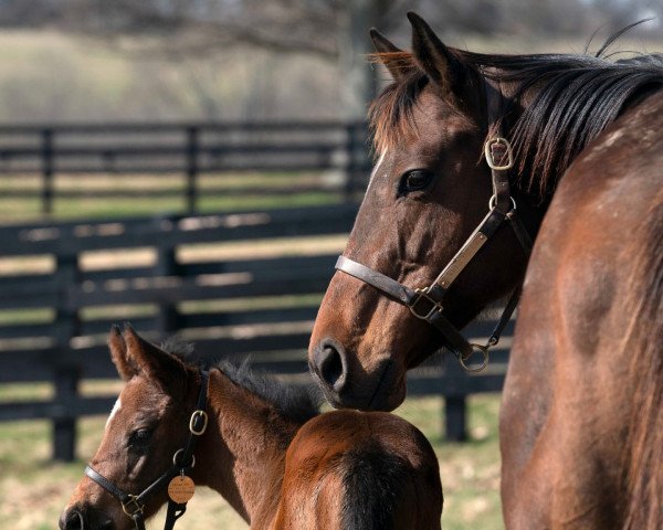 horse Hengst von Uncle Mo xx (Thoroughbred, 2022, from Uncle Mo xx)